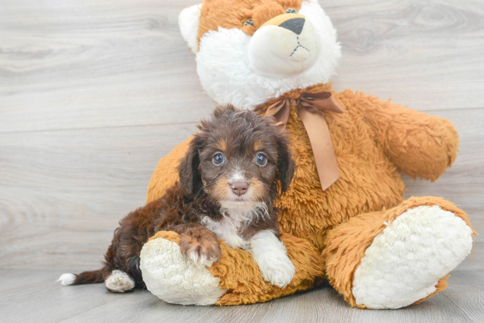 Popular Mini Aussiedoodle Poodle Mix Pup