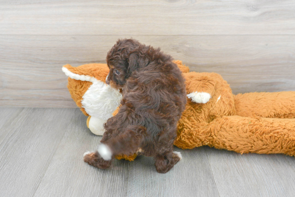 Funny Mini Aussiedoodle Poodle Mix Pup