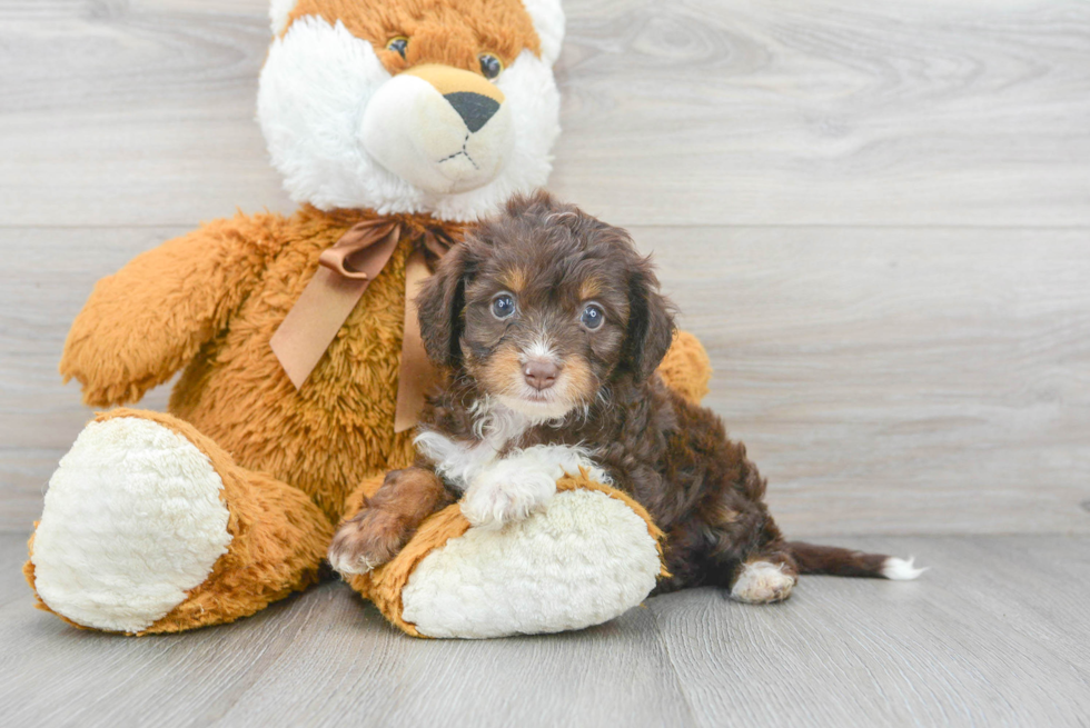 Funny Mini Aussiedoodle Poodle Mix Pup