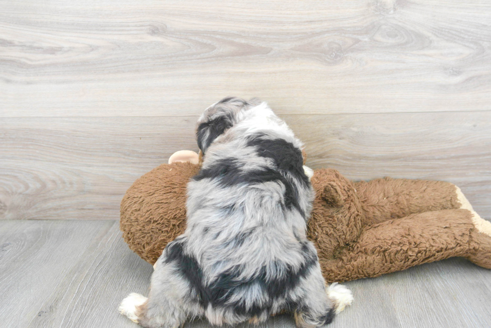 Mini Aussiedoodle Pup Being Cute