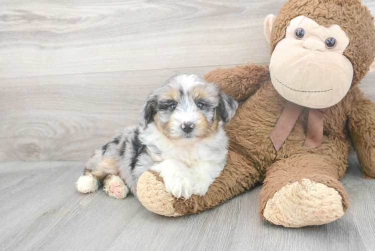 Adorable Aussiepoo Poodle Mix Puppy