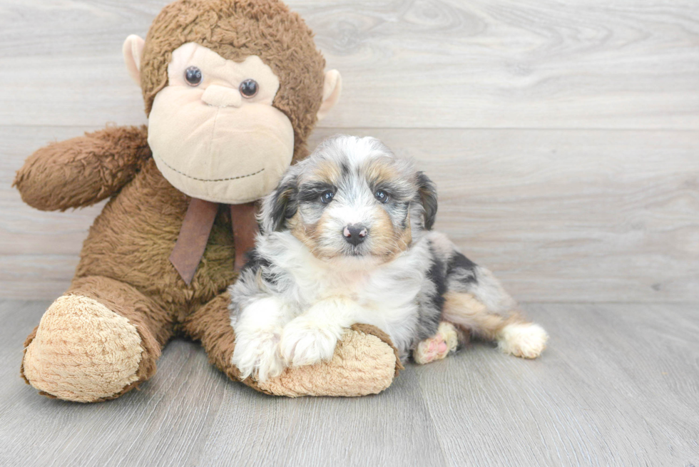 Smart Mini Aussiedoodle Poodle Mix Pup