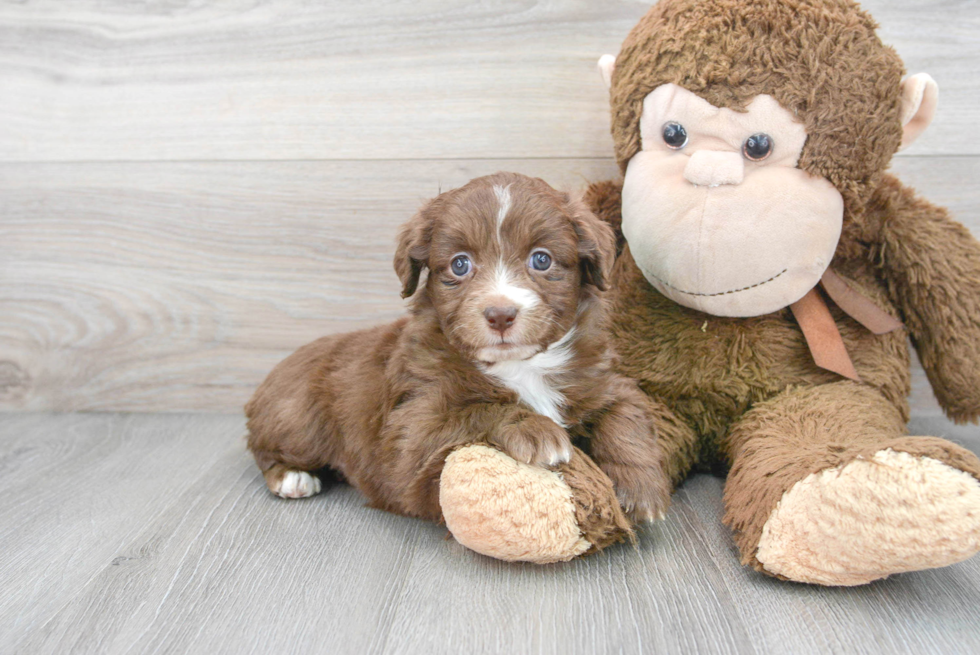 Mini Aussiedoodle Pup Being Cute