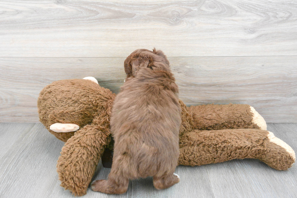 Hypoallergenic Aussiepoo Poodle Mix Puppy