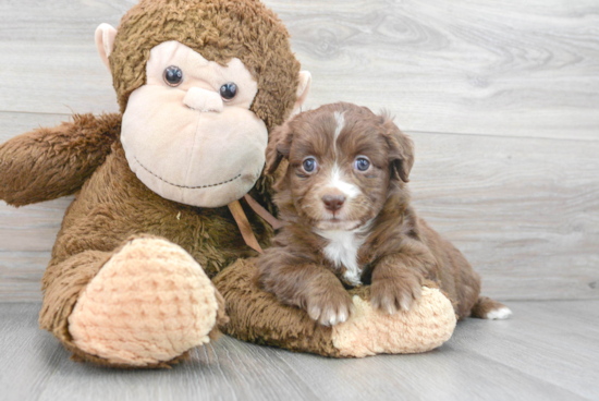 Mini Aussiedoodle Puppy for Adoption