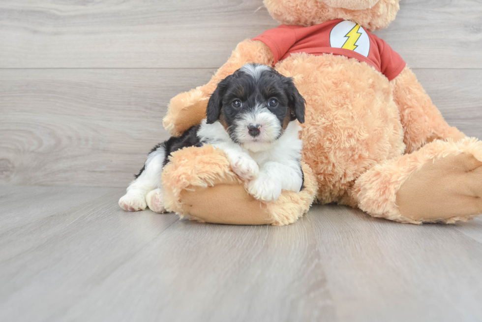 Best Mini Aussiedoodle Baby