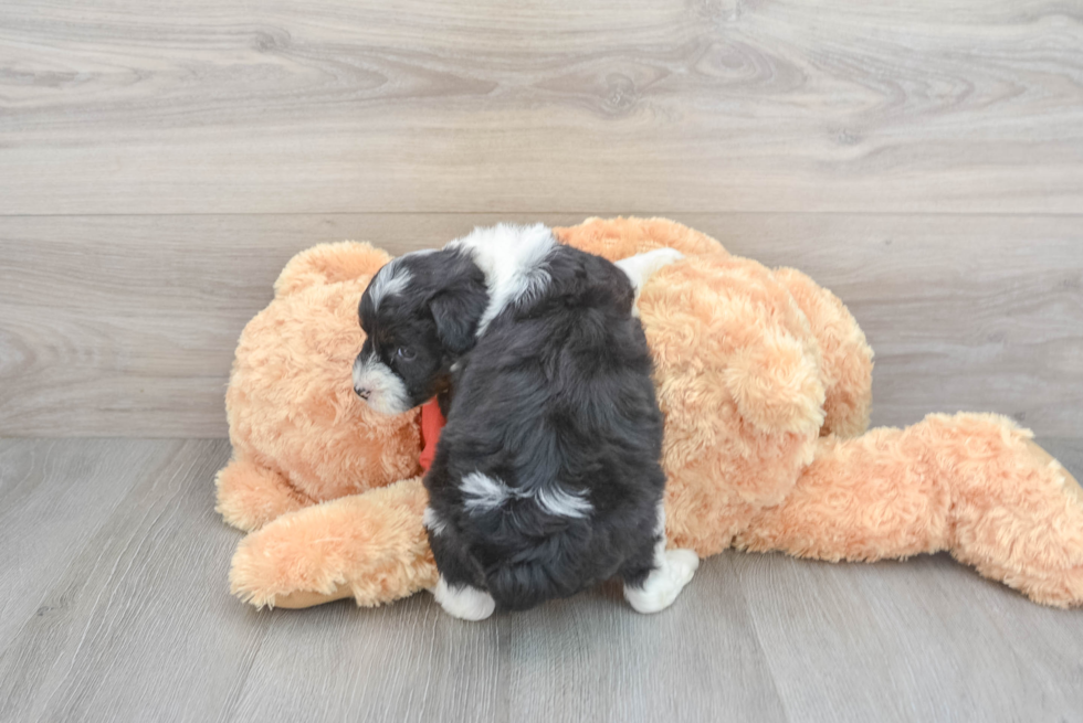 Friendly Mini Aussiedoodle Baby