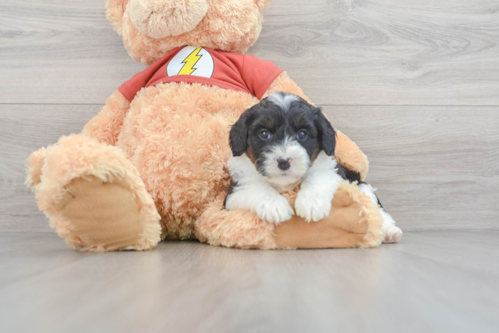 Mini Aussiedoodle Pup Being Cute