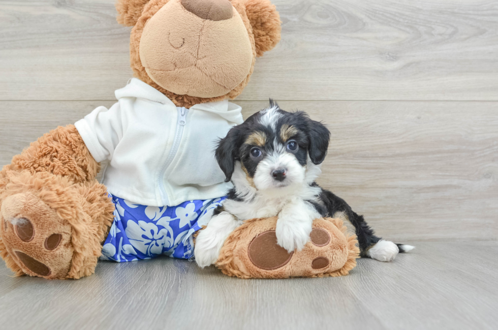 7 week old Mini Aussiedoodle Puppy For Sale - Premier Pups