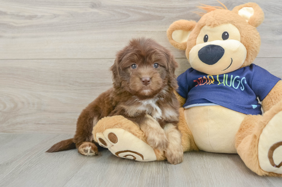 6 week old Mini Aussiedoodle Puppy For Sale - Premier Pups