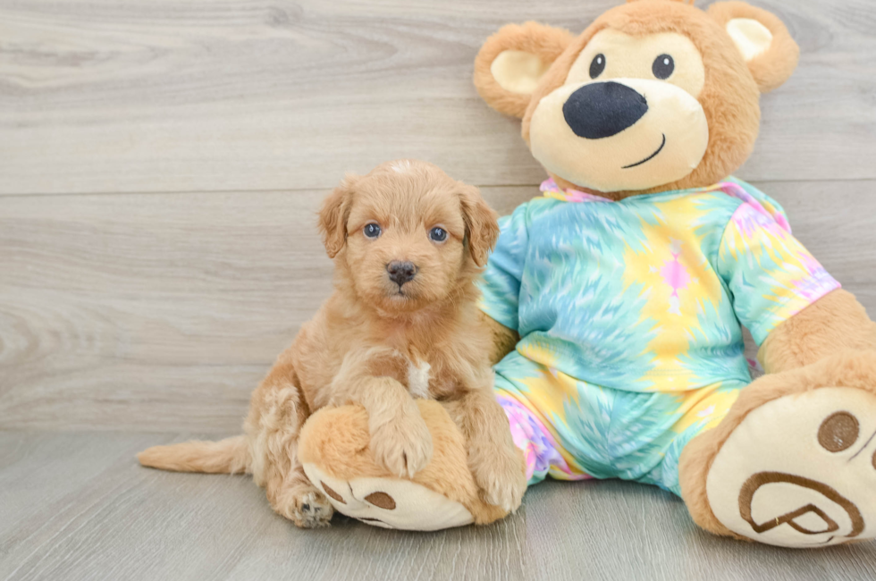 5 week old Mini Aussiedoodle Puppy For Sale - Premier Pups