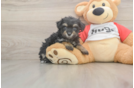 Best Mini Aussiedoodle Baby