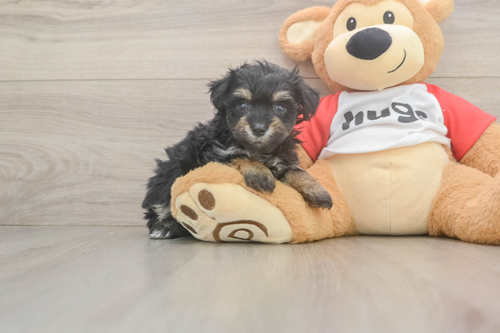 Best Mini Aussiedoodle Baby