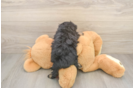 Popular Mini Aussiedoodle Poodle Mix Pup