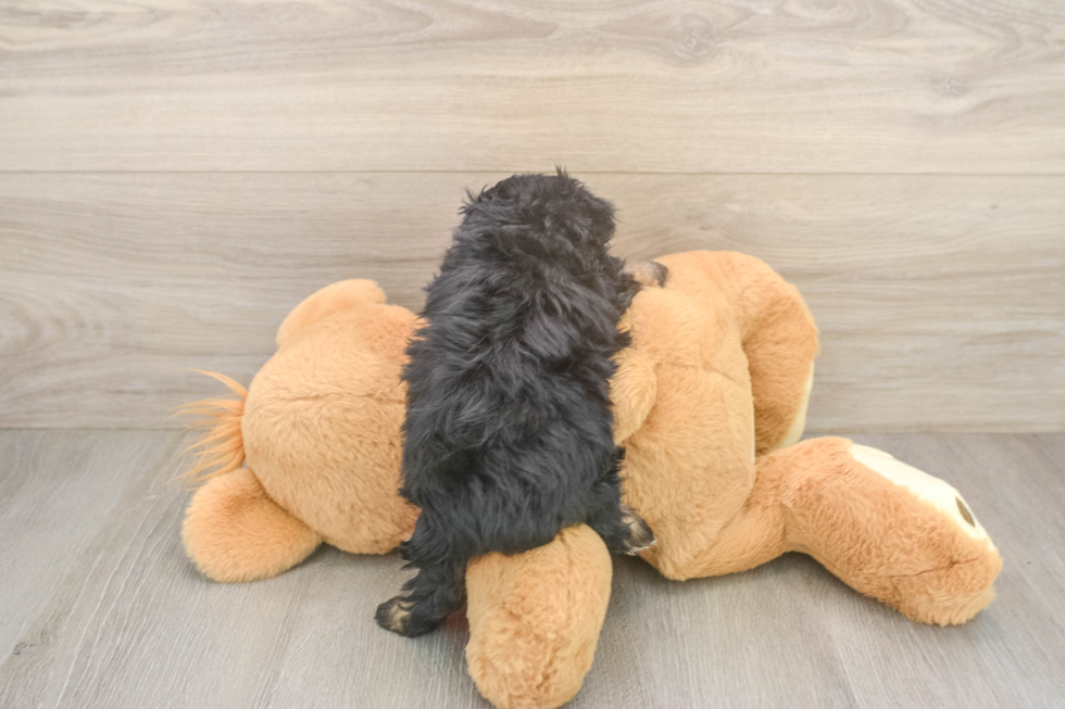 Popular Mini Aussiedoodle Poodle Mix Pup