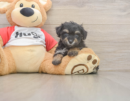 8 week old Mini Aussiedoodle Puppy For Sale - Premier Pups