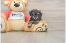 Smart Mini Aussiedoodle Poodle Mix Pup