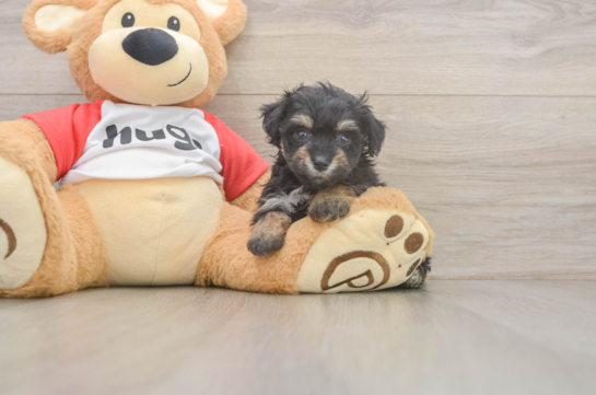 Smart Mini Aussiedoodle Poodle Mix Pup