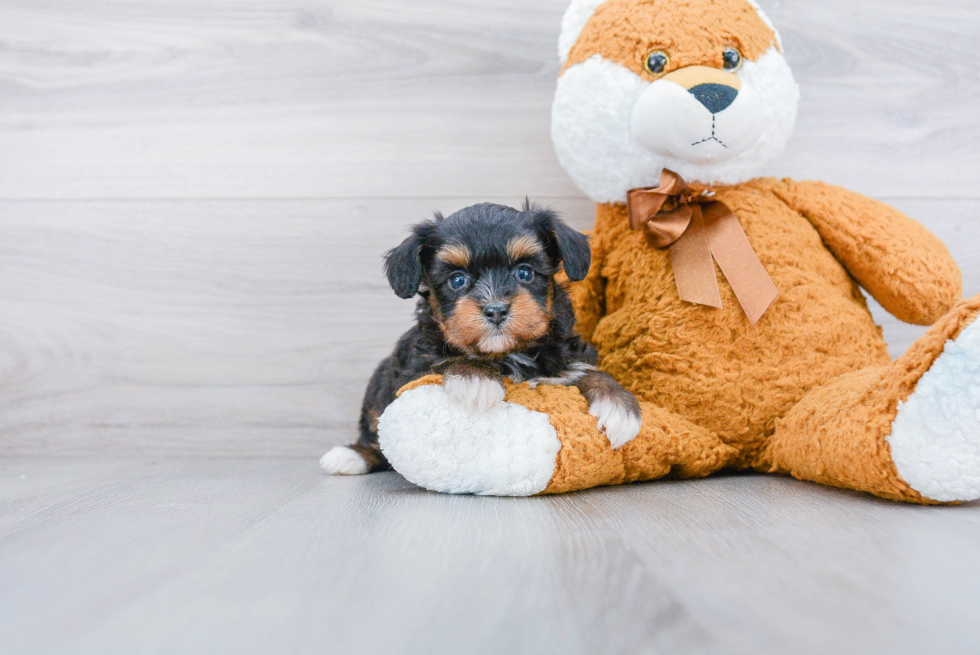 Friendly Mini Aussiedoodle Baby