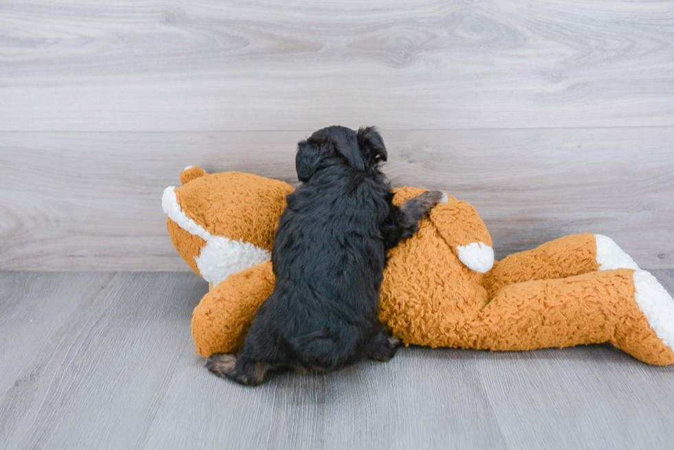 Small Mini Aussiedoodle Baby