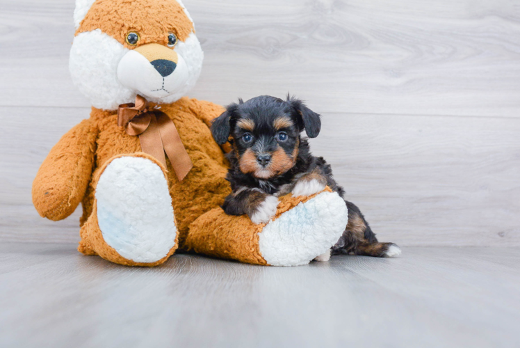 Small Mini Aussiedoodle Baby