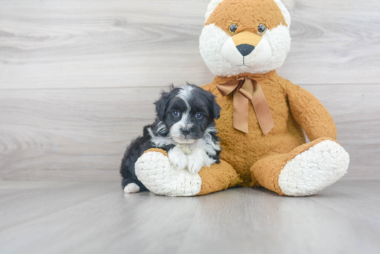 Adorable Aussiepoo Poodle Mix Puppy