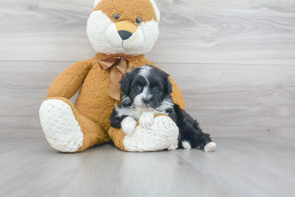 Mini Aussiedoodle Puppy for Adoption