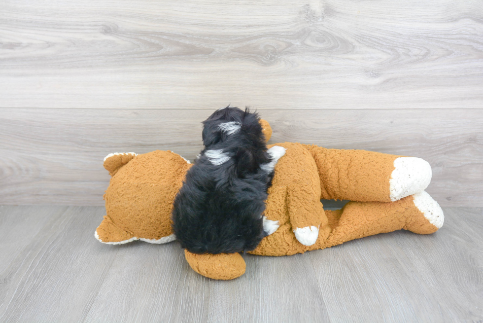 Best Mini Aussiedoodle Baby