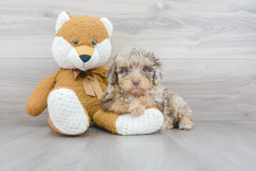 Mini Aussiedoodle Puppy for Adoption