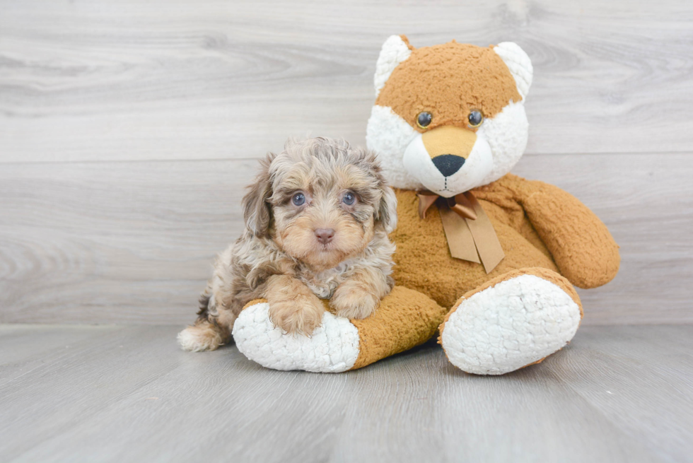 Funny Mini Aussiedoodle Poodle Mix Pup