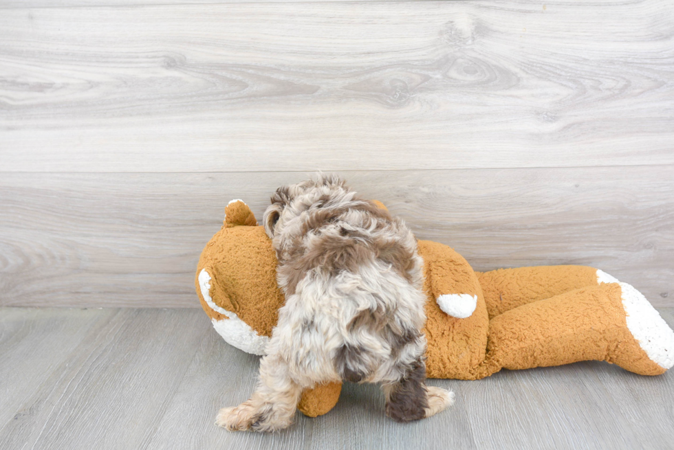 Playful Aussiepoo Poodle Mix Puppy