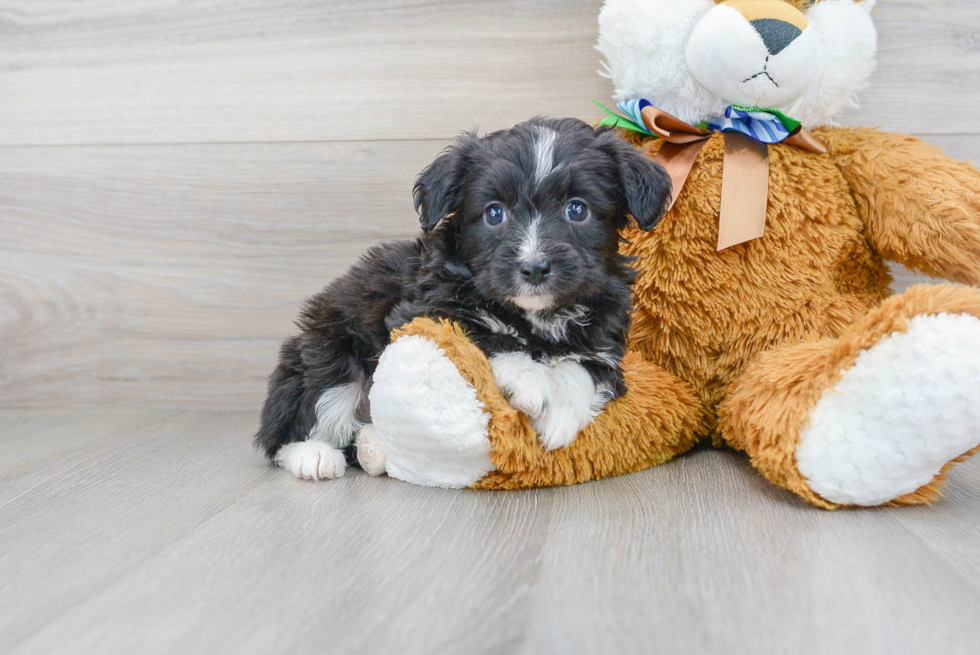 Adorable Aussiepoo Poodle Mix Puppy