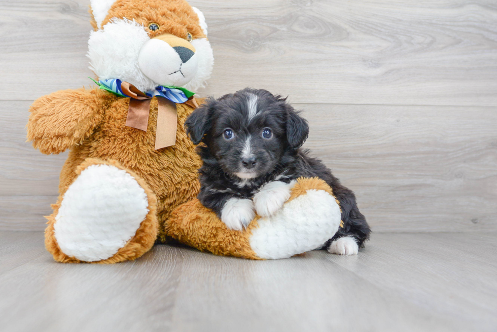 Adorable Aussiepoo Poodle Mix Puppy