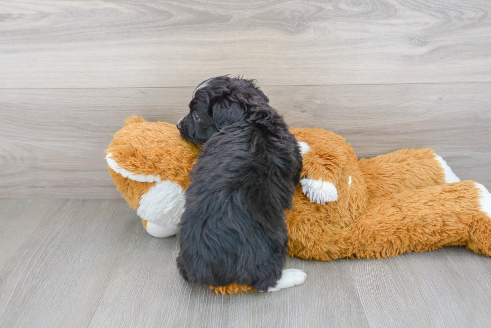 Energetic Aussiepoo Poodle Mix Puppy