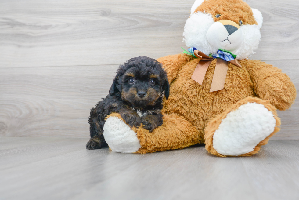 Hypoallergenic Aussiepoo Poodle Mix Puppy