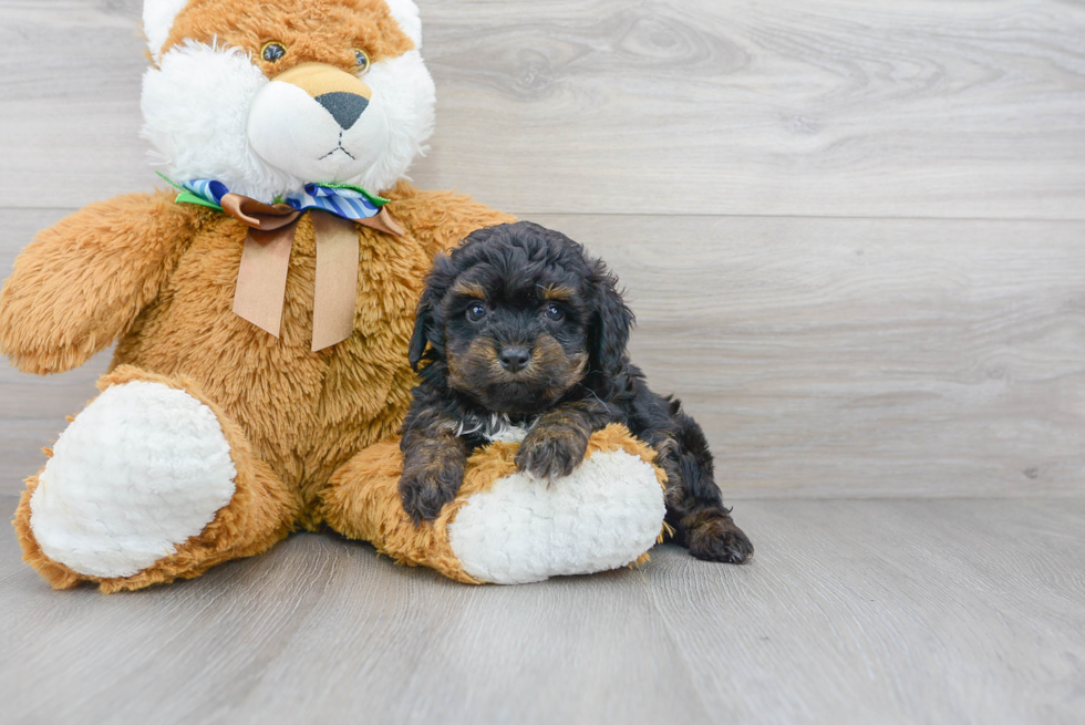 Cute Mini Aussiedoodle Baby