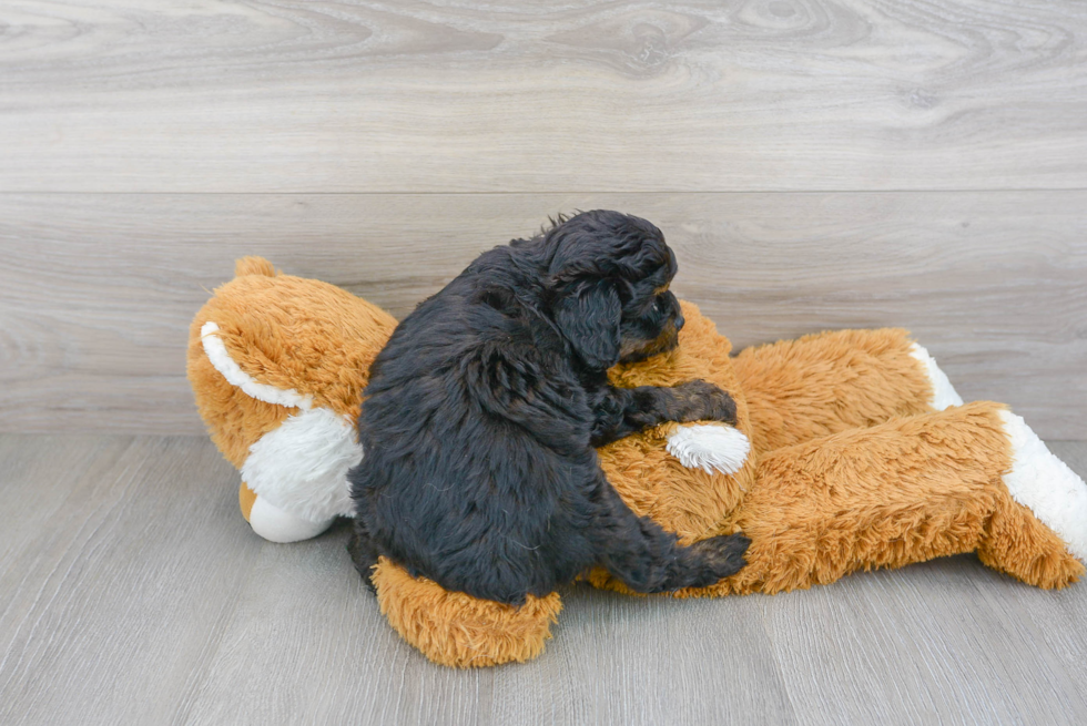 Mini Aussiedoodle Pup Being Cute