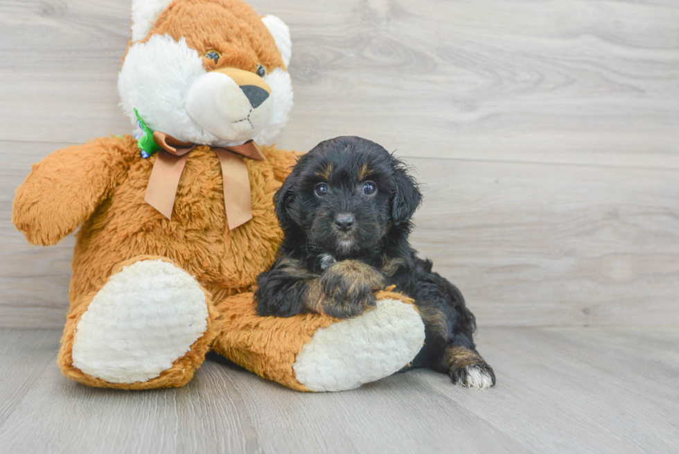 Best Mini Aussiedoodle Baby