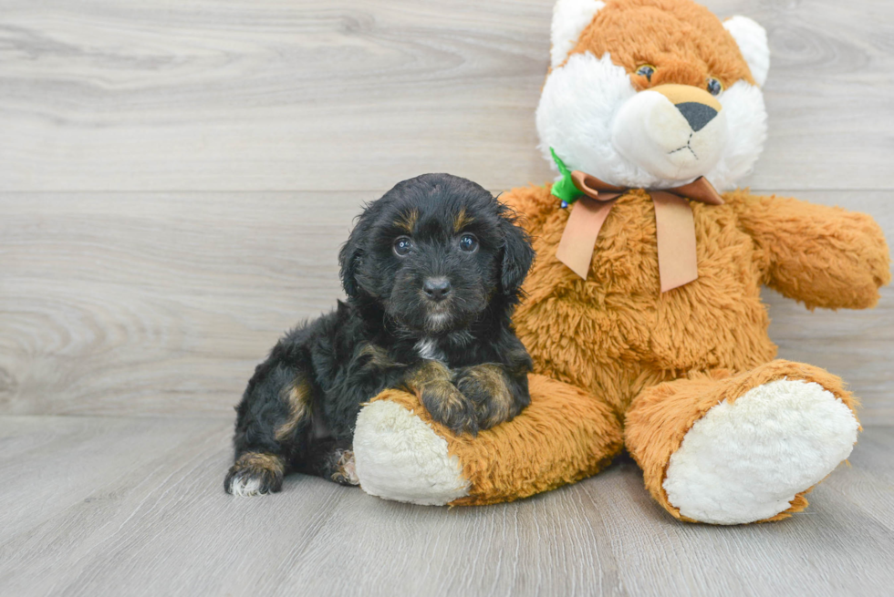 Popular Mini Aussiedoodle Poodle Mix Pup