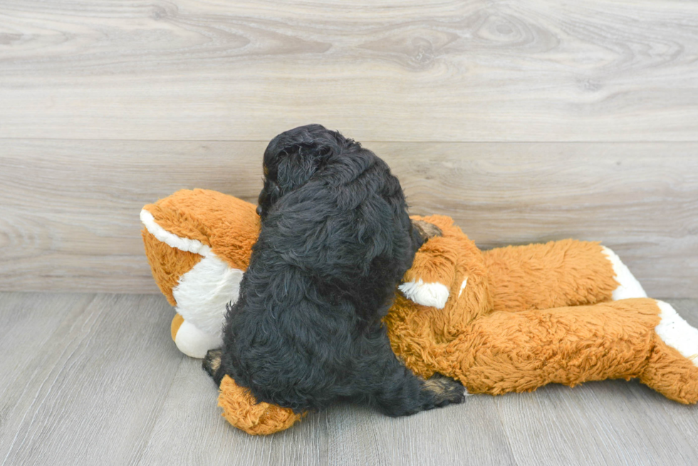 Adorable Aussiepoo Poodle Mix Puppy