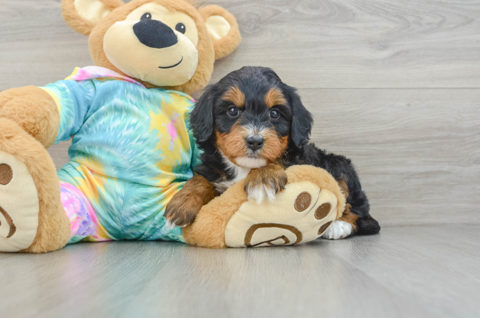 6 week old Mini Aussiedoodle Puppy For Sale - Premier Pups