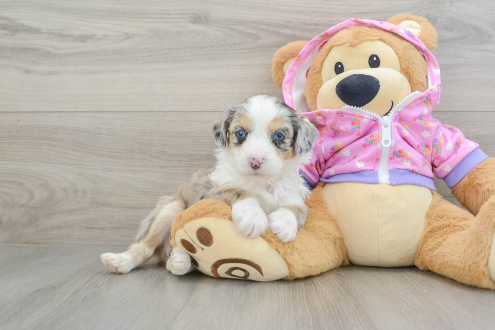 Popular Mini Aussiedoodle Poodle Mix Pup