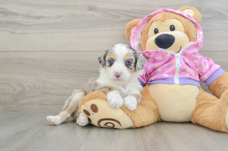 Meet Daily - our Mini Aussiedoodle Puppy Photo 1/3 - Premier Pups