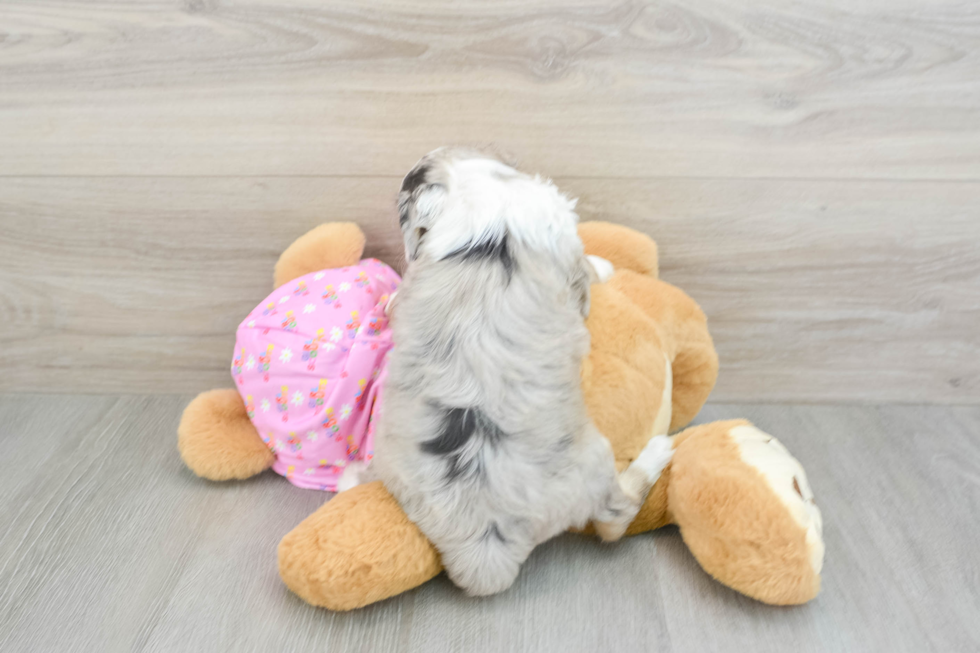 Little Mini Aussiepoo Poodle Mix Puppy