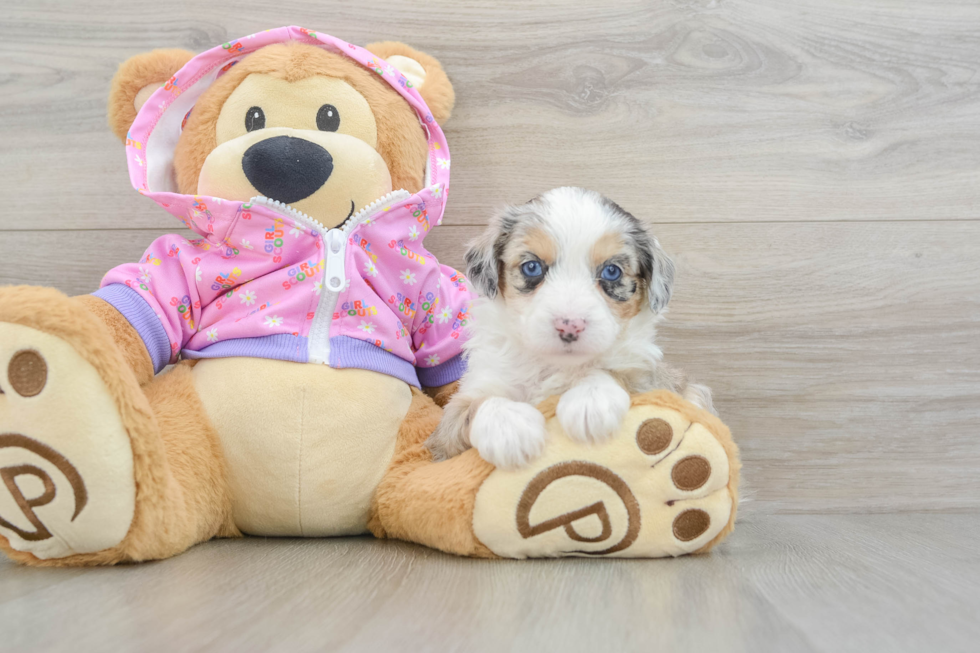 Mini Aussiedoodle Puppy for Adoption