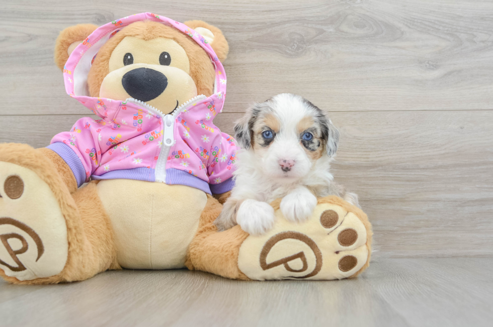 5 week old Mini Aussiedoodle Puppy For Sale - Premier Pups