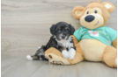 Little Mini Aussiepoo Poodle Mix Puppy