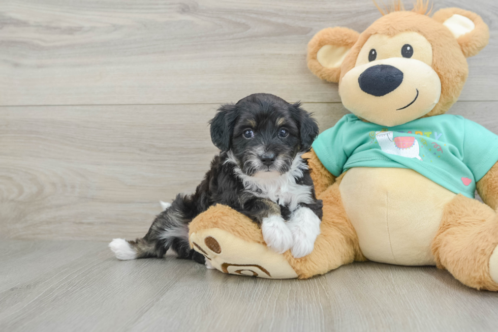 Little Mini Aussiepoo Poodle Mix Puppy