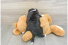 Best Mini Aussiedoodle Baby