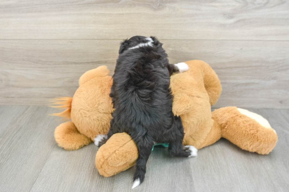 Best Mini Aussiedoodle Baby